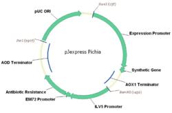 pJexpress Pichia Intracellular Map